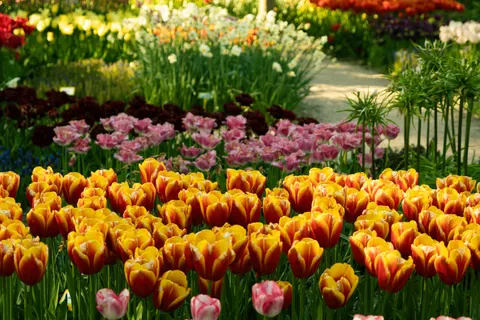 Wallpaper Taman Bunga Tulip 4K · flowers · 3840×2560