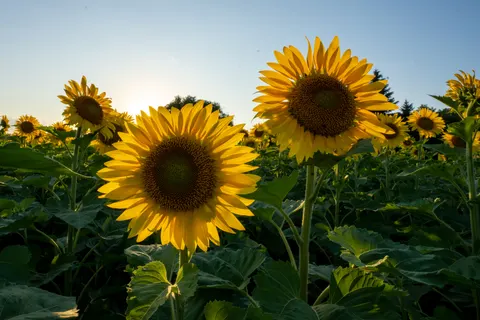Sunflower Field 4K Wallpaper · flowers · 3840×2560