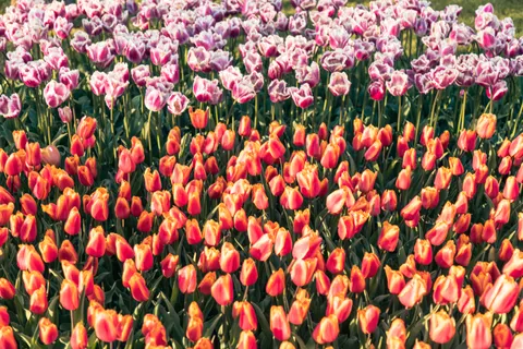 Tulip Garden 4K Wallpaper · flowers · 3840×2560