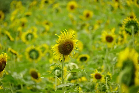 Fondo de pantalla Campo de girasoles 4K · flowers · 3840×2560