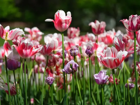 Wallpaper Taman Bunga Tulip 4K · flowers · 3840×2880