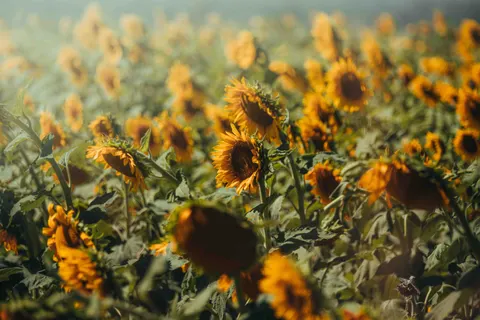 해바라기 밭 4K 배경화면 · flowers · 3840×2560