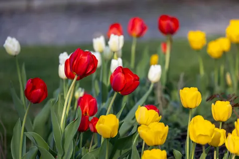 Wallpaper Taman Bunga Tulip 4K · flowers · 3840×2561