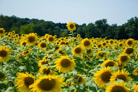 Обои Поле подсолнухов 4K · flowers · 3840×2560