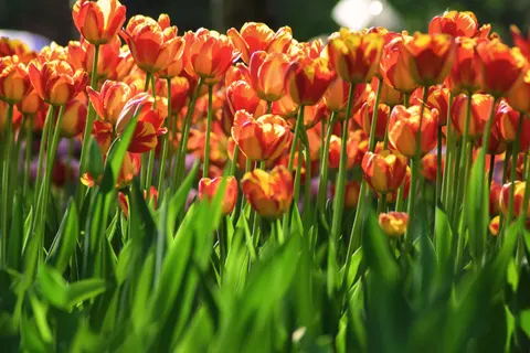 鬱金香花園 4K桌布 · flowers · 3840×2560