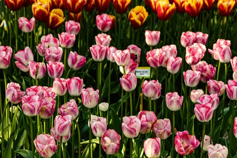 鬱金香花園 4K桌布 · flowers · 3840×2560