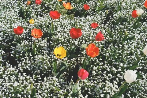 Fond d'écran Jardin de tulipes 4K · flowers · 3840×2560