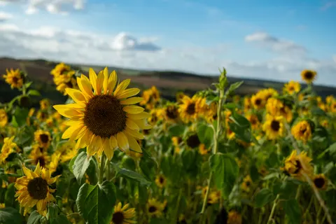Sonnenblumenfeld 4K Hintergrundbild · flowers · 3840×2560