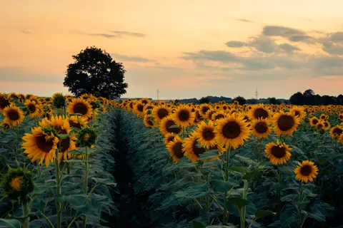 Sunflower Field 4K Wallpaper · flowers · 3840×2560