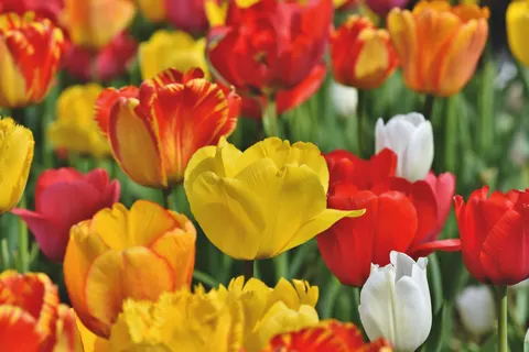 Sfondo Giardino di Tulipani 4K · flowers · 3840×2560