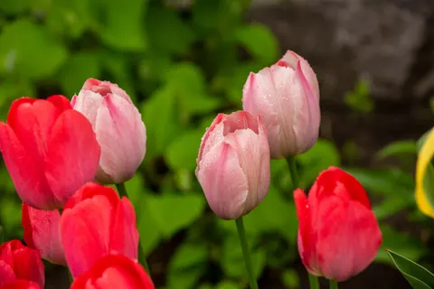 Tapeta Ogród Tulipanów 4K · flowers · 3840×2563
