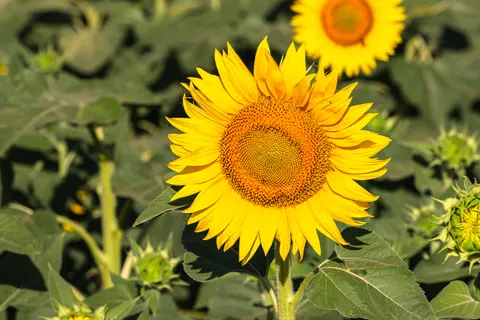 خلفية حقل عباد الشمس بدقة 4K · flowers · 3840×2560
