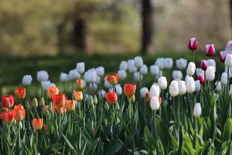 Tulip Garden 4K Wallpaper · flowers · 3840×2560