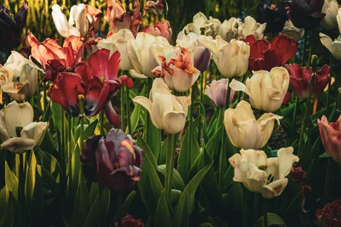 鬱金香花園 4K桌布 · flowers · 3840×2560