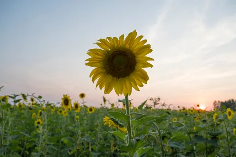 خلفية حقل عباد الشمس بدقة 4K · flowers · 3840×2555