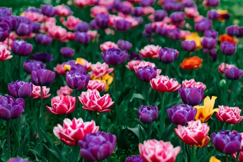 Hình nền Vườn Hoa Tulip 4K · flowers · 3840×2560