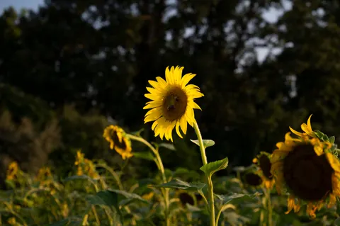 Sunflower Field 4K Wallpaper · flowers · 3840×2555