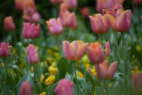 خلفية حديقة التوليب بدقة 4K · flowers · 3840×2560