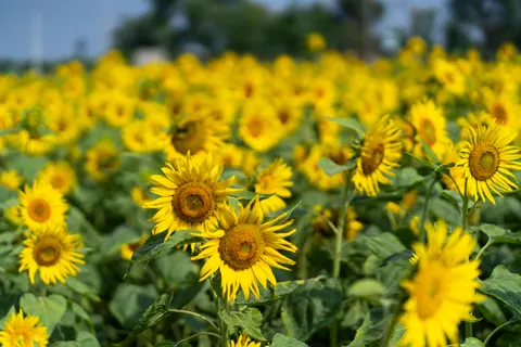 Sunflower Field 4K Wallpaper · flowers · 3840×2560