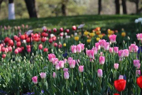 Fondo de pantalla Jardín de Tulipanes 4K · flowers · 3840×2560
