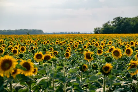 Fond d'écran Champ de tournesols 4K · flowers · 3840×2561