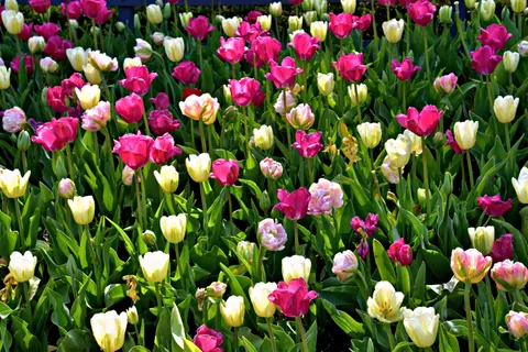 Tapeta Ogród Tulipanów 4K · flowers · 3840×2560