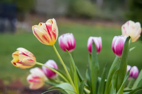 Tulip Garden 4K Wallpaper · flowers · 3840×2561