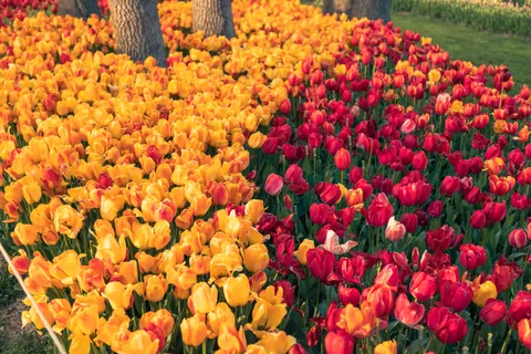 Fond d'écran Jardin de tulipes 4K · flowers · 3840×2560