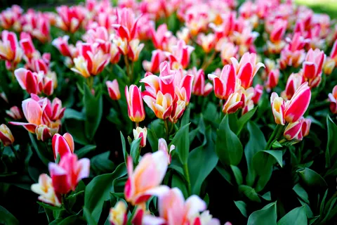 鬱金香花園 4K桌布 · flowers · 3840×2560