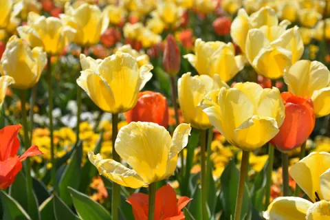 Tulip Garden 4K Wallpaper · flowers · 3840×2560