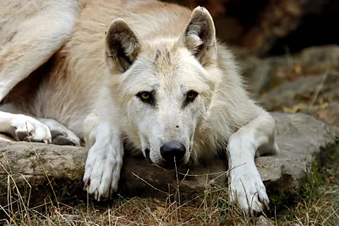 Wolf 4K Hintergrundbild · animals · 3840×2560