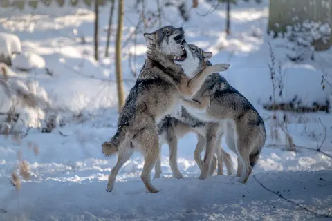 Wolf 4K Hintergrundbild · animals · 3840×2560