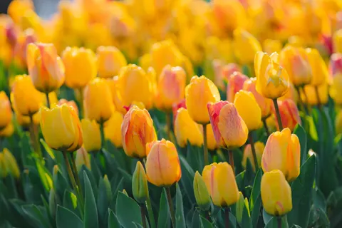 Tapeta Ogród Tulipanów 4K · flowers · 3840×2560