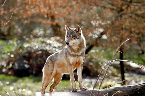 Fond d'écran Loup 4K · animals · 3840×2560