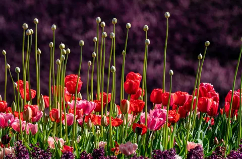 Tapeta Ogród Tulipanów 4K · flowers · 3840×2526