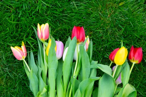 Tapeta Ogród Tulipanów 4K · flowers · 3840×2560