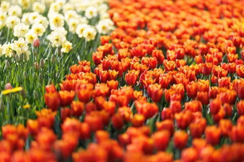 鬱金香花園 4K桌布 · flowers · 3840×2560