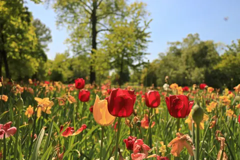 Tapeta Ogród Tulipanów 4K · flowers · 3840×2560