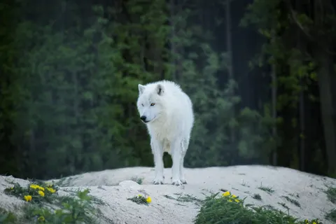 Fondo de pantalla Lobo 4K · animals · 3840×2560