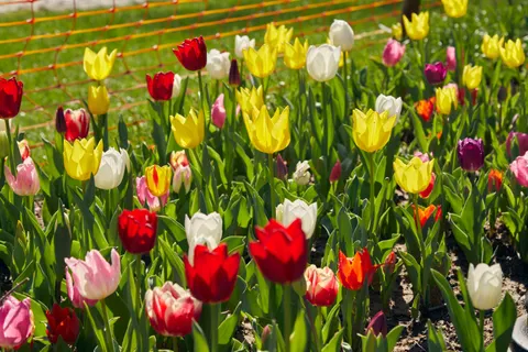 チューリップ庭園 4K壁紙 · flowers · 3840×2560