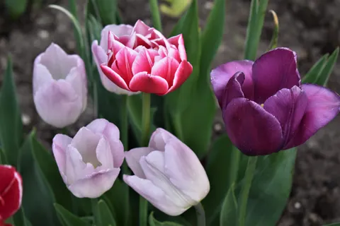 خلفية حديقة التوليب بدقة 4K · flowers · 3840×2560
