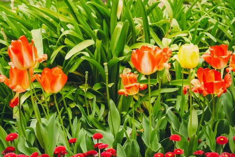 Tulpentuin 4K-achtergrond · flowers · 3840×2560