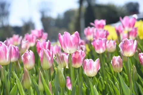 Tulip Garden 4K Wallpaper · flowers · 3840×2563