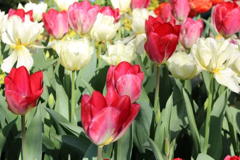 Tapeta Ogród Tulipanów 4K · flowers · 3840×2560