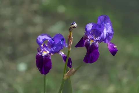아이리스 4K 배경화면 · flowers · 3840×2560