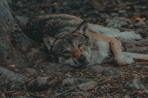 Fond d'écran Loup 4K · animals · 3840×2560