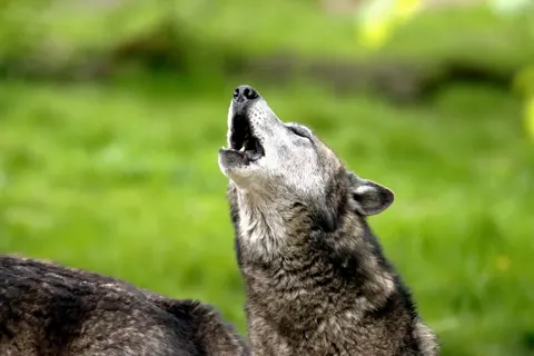 Fond d'écran Loup 4K · animals · 3840×2560
