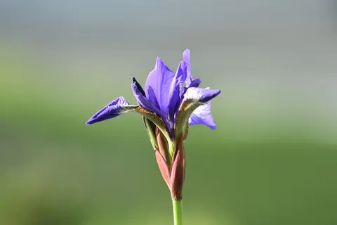 Sfondo Iris 4K · flowers · 3840×2560