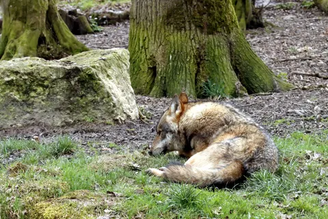 Fond d'écran Loup 4K · animals · 3840×2560