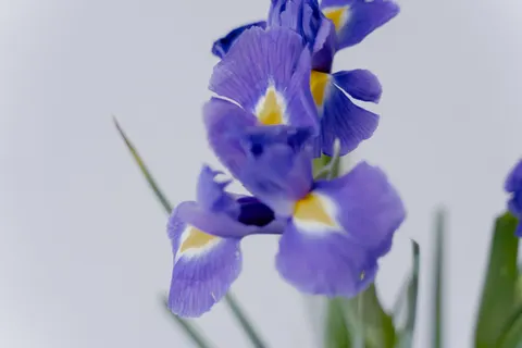Iris 4K Wallpaper · flowers · 3840×2560